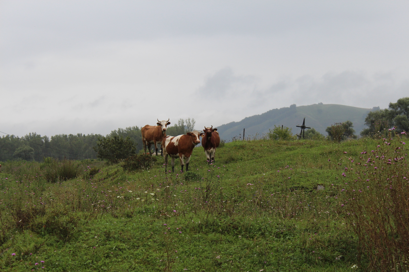 A story about a trip to Baikal, day 4 - Gorny Altai - My, , Road trip, Altai, Longpost, Altai Republic