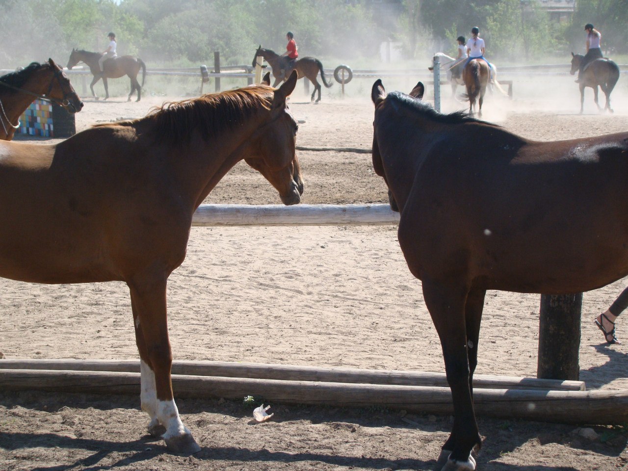 Horse characters - My, Horses, Horses, Character, Upbringing, Longpost