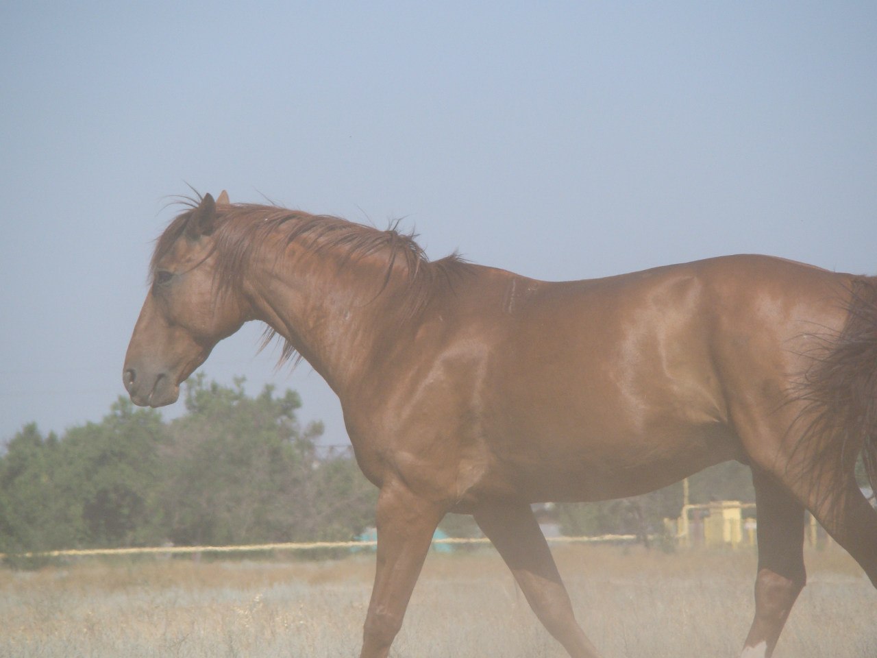 Horse characters - My, Horses, Horses, Character, Upbringing, Longpost