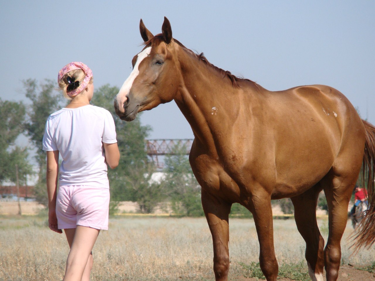 Horse characters - My, Horses, Horses, Character, Upbringing, Longpost