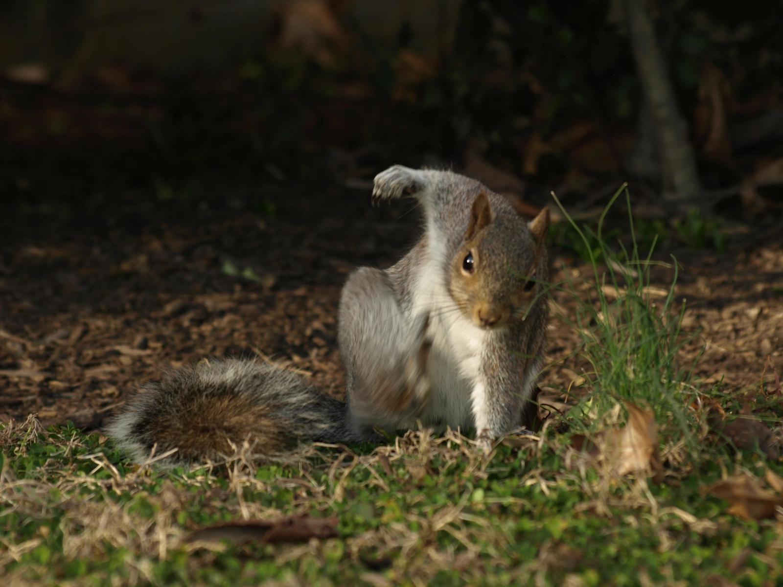 superhero pose - Reddit, Squirrel, Superheroes, Pose