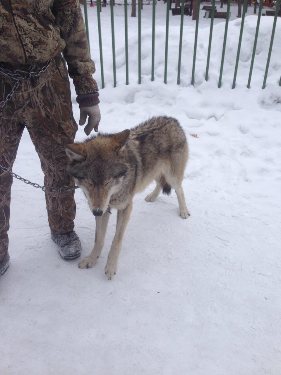 Wolf - My, Wolf, Chelyabinsk, Gagarin Park