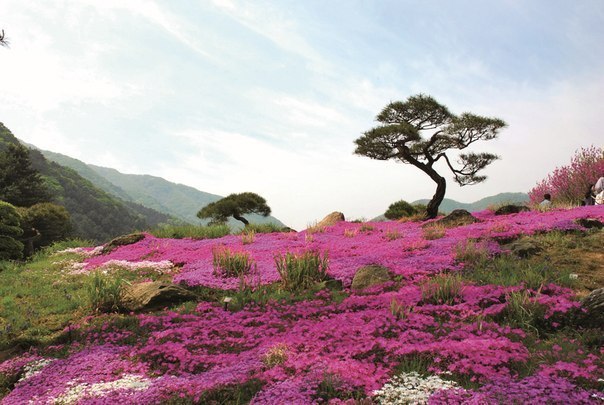 Garden of Morning Calm, South Korea - Travels, Garden, South Korea, Nature, sights, Longpost