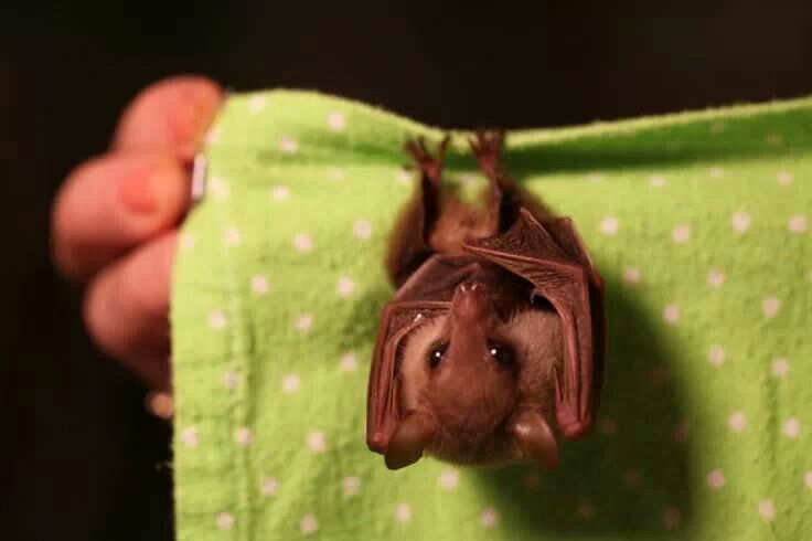 A selection of pictures with bats of varying degrees of cuteness - Bat, Batman, wildlife, Bats, Longpost