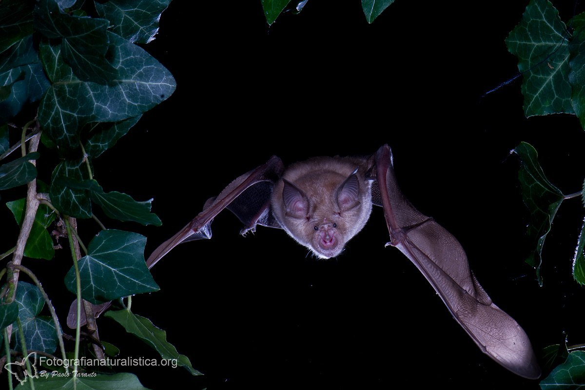 A selection of pictures with bats of varying degrees of cuteness - Bat, Batman, wildlife, Bats, Longpost