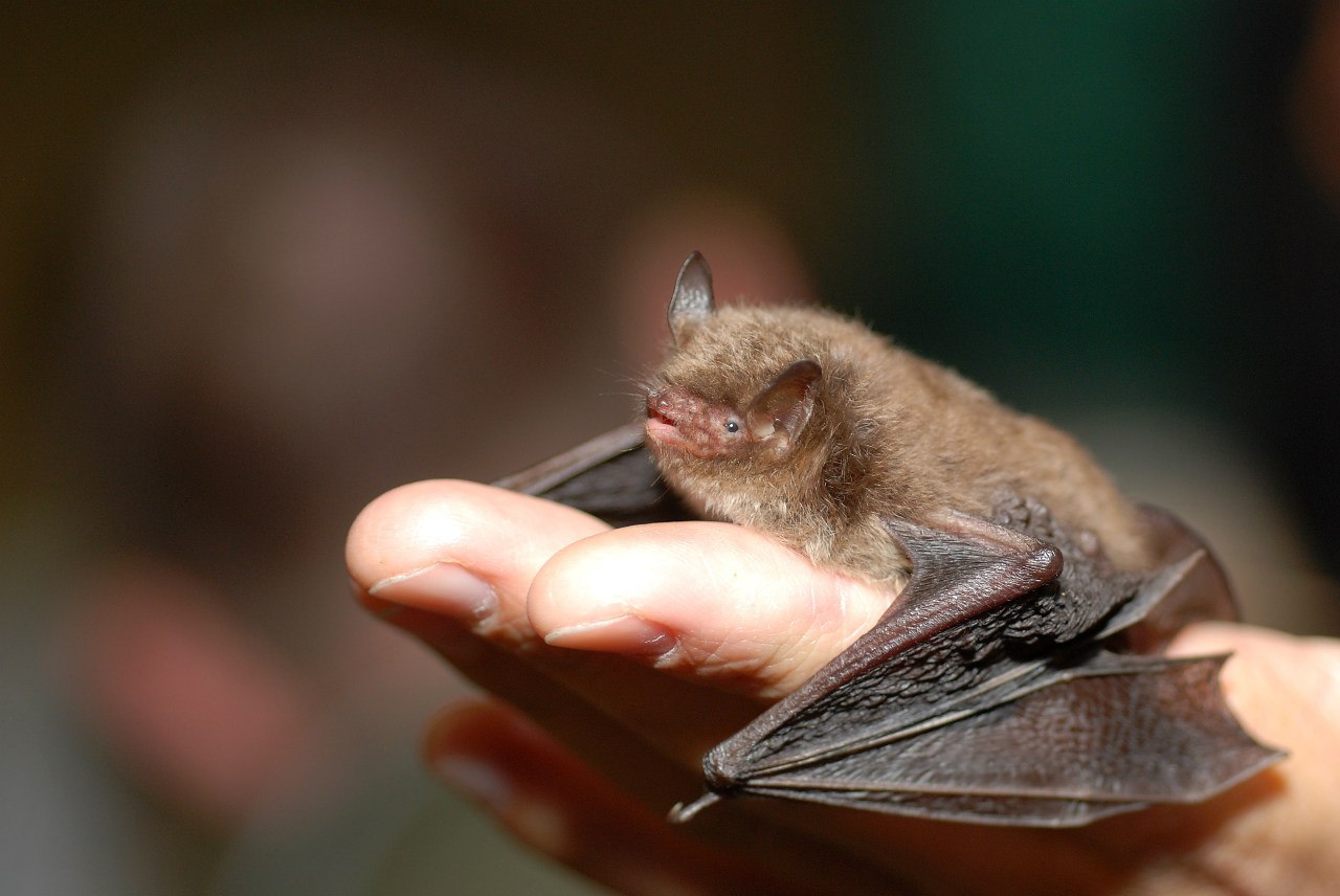 A selection of pictures with bats of varying degrees of cuteness - Bat, Batman, wildlife, Bats, Longpost