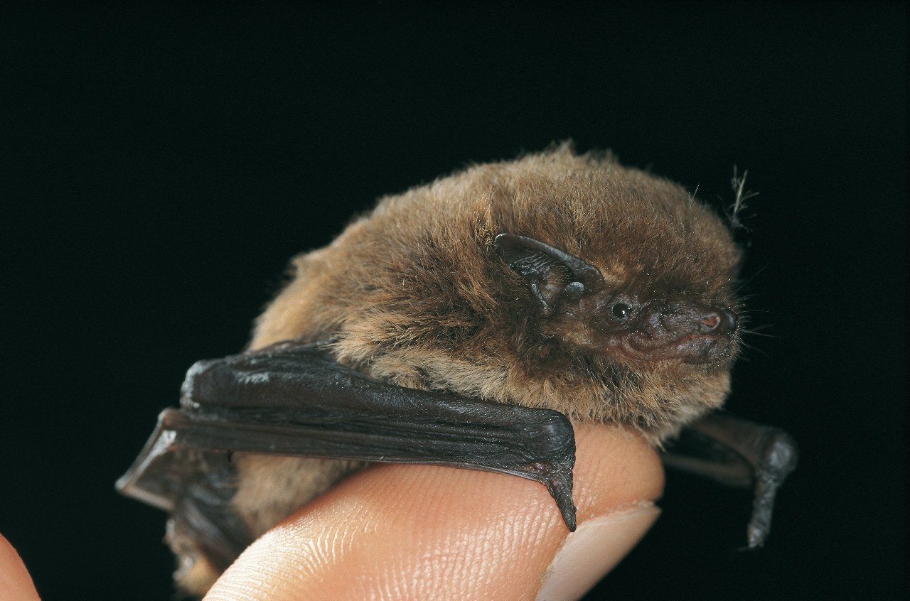 A selection of pictures with bats of varying degrees of cuteness - Bat, Batman, wildlife, Bats, Longpost