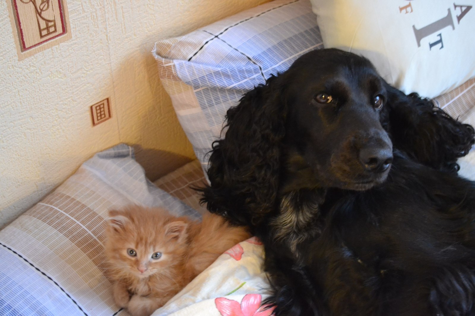 The story of one rescued cat - My, cat, Dog, friendship, The rescue, Redheads, Longpost