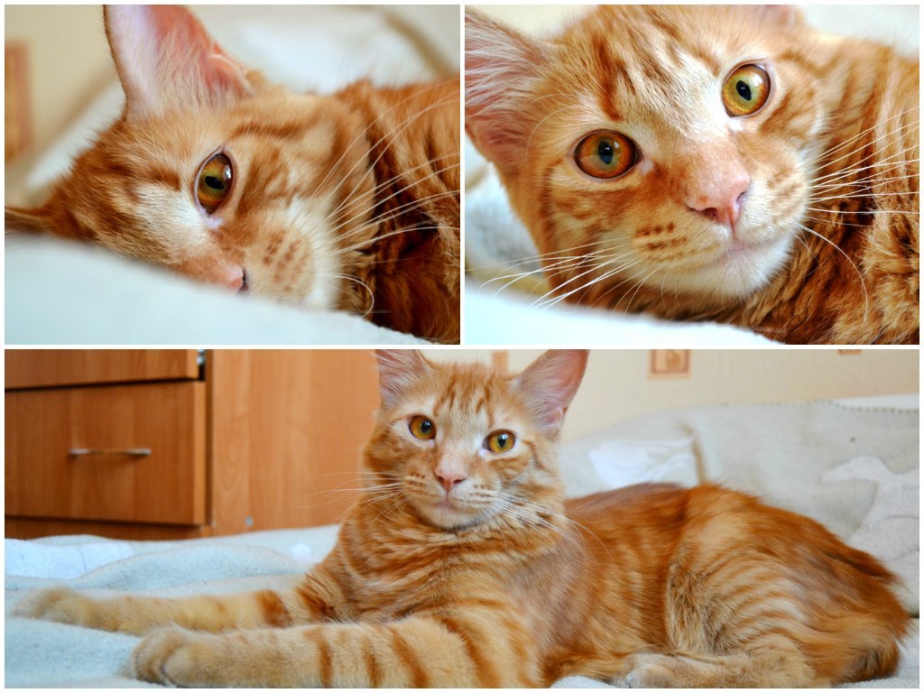 The story of one rescued cat - My, cat, Dog, friendship, The rescue, Redheads, Longpost