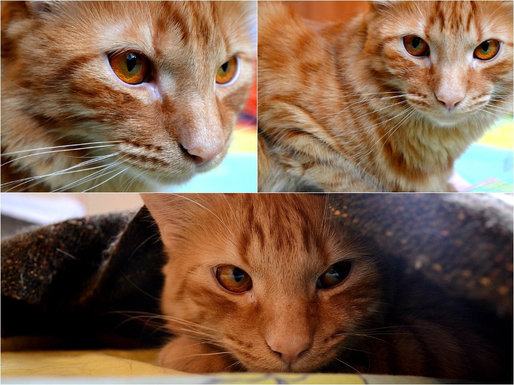 The story of one rescued cat - My, cat, Dog, friendship, The rescue, Redheads, Longpost