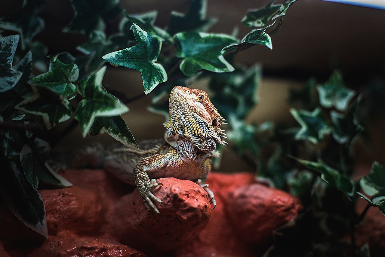 next cold - My, Lizard, Agama, Bearded dragon, Pets, Pet, Pet, cat, Longpost, 