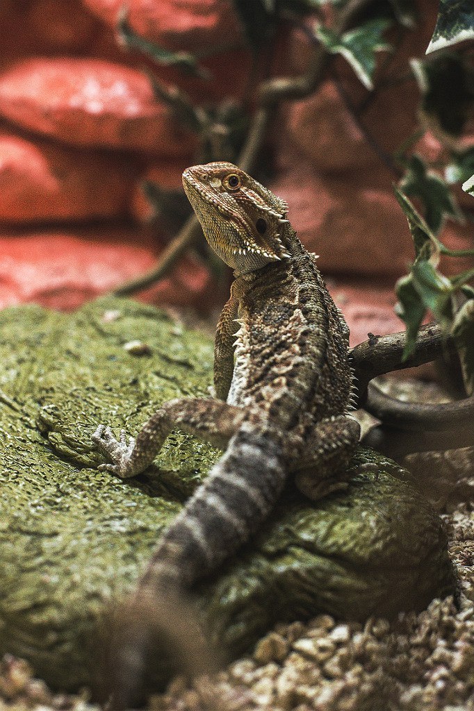 next cold - My, Lizard, Agama, Bearded dragon, Pets, Pet, Pet, cat, Longpost, 