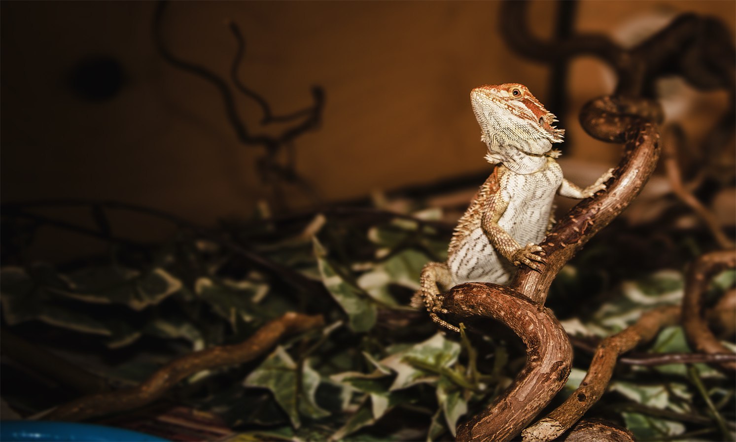 next cold - My, Lizard, Agama, Bearded dragon, Pets, Pet, Pet, cat, Longpost, 