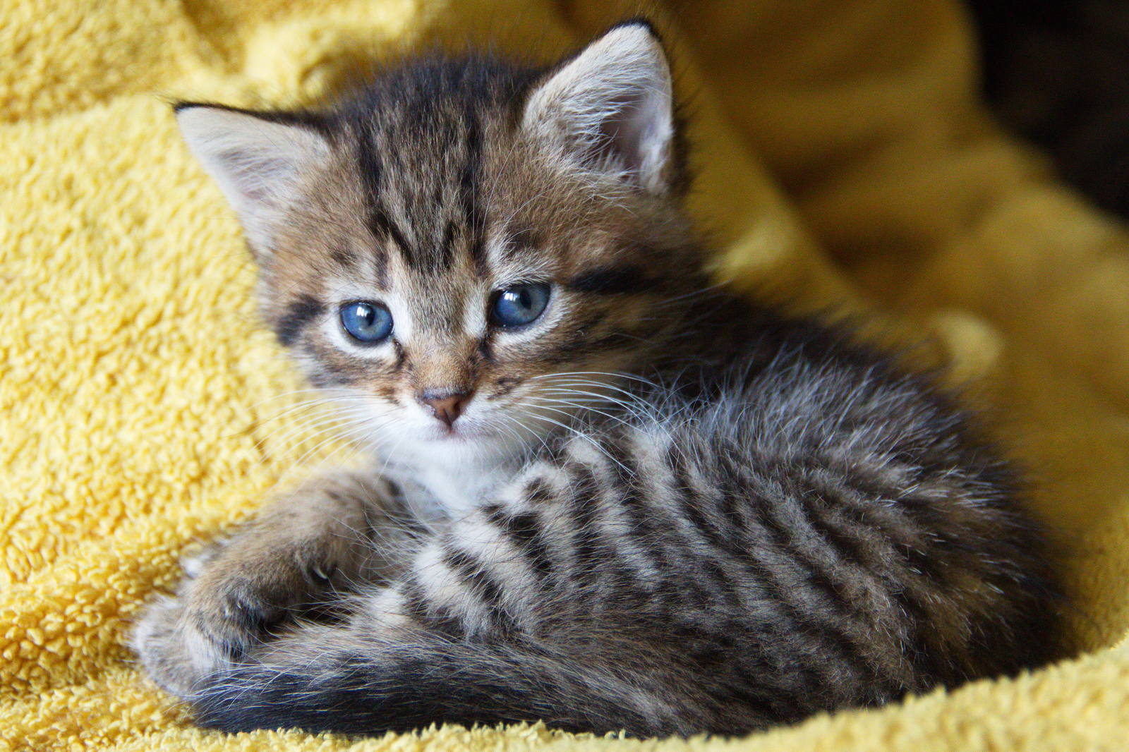 Little predator - My, cat, Mustachioed - Striped, Milota, Longpost