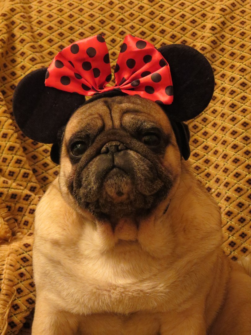 My master is an idiot - My, Pug, , My master is an idiot, Mickey Mouse