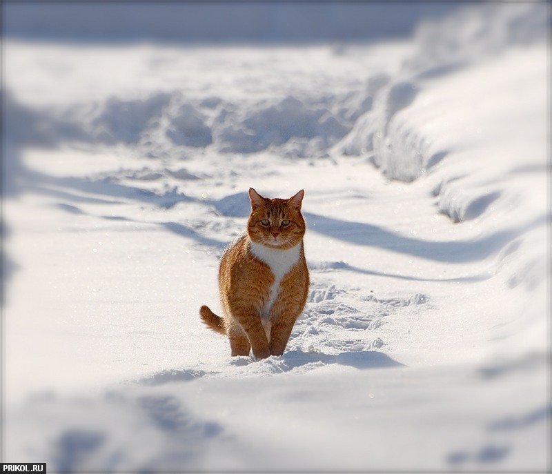 Фото по запросу Девушка рыжим котом