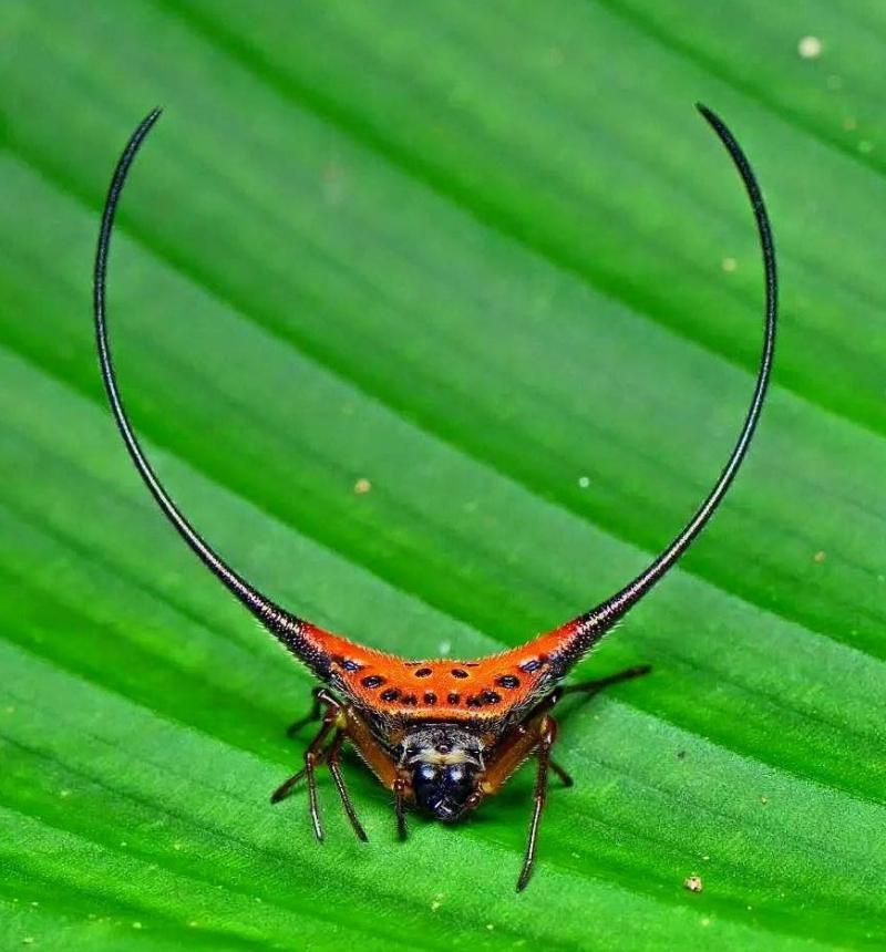 Macracantha arcuata - Паук, Природа, Насекомые