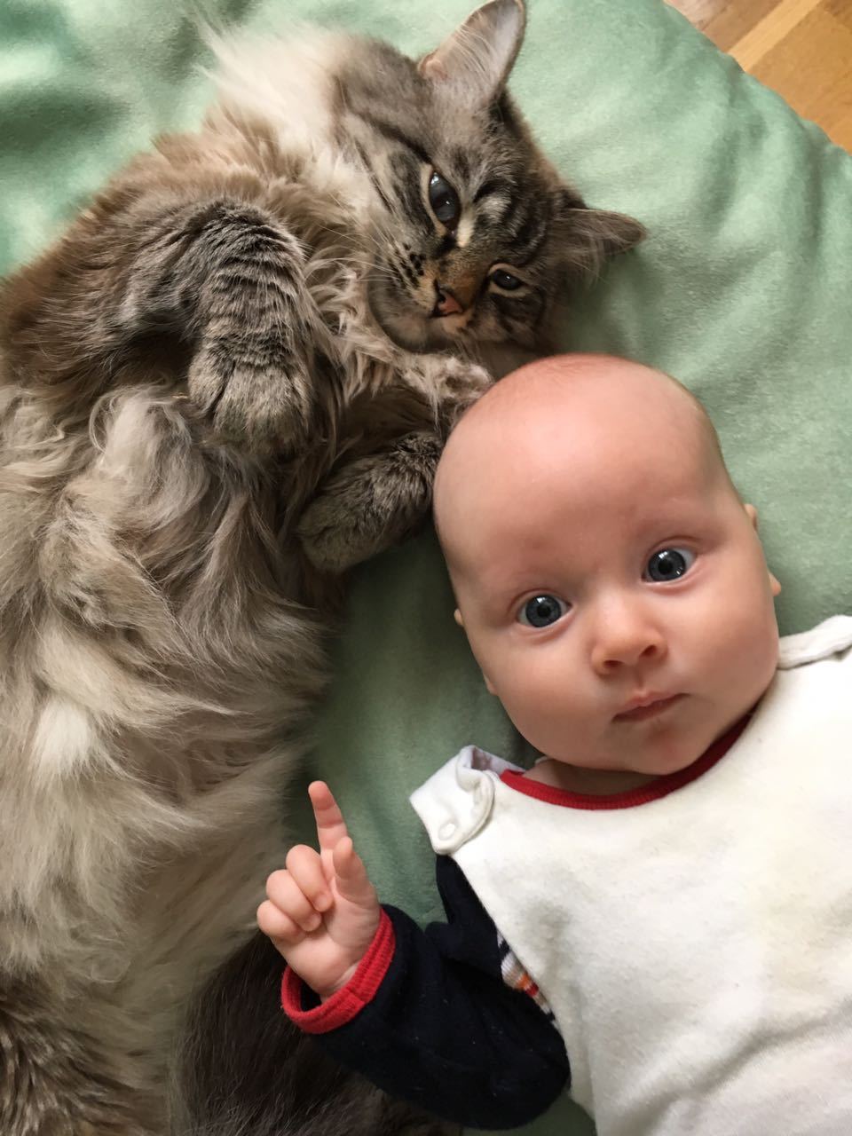 Pet brother. Крутой малыш с котом. Фотоконкурс с питомцем котом. Ребенок с котом на шее видео.