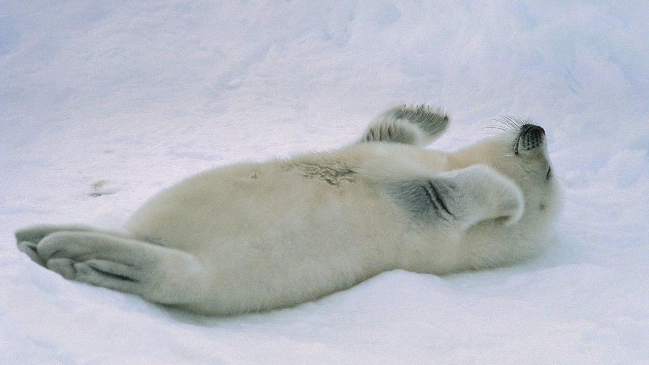 Хочу быть счастливым маленьким тюленем! - Фотография, Тюлень, Животные, Счастье, Зима