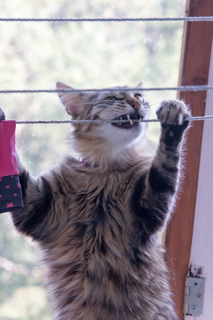 Barze and clothesline. - My, Barcelona, Striped, Hooligans, cat, Longpost, Barcelona city