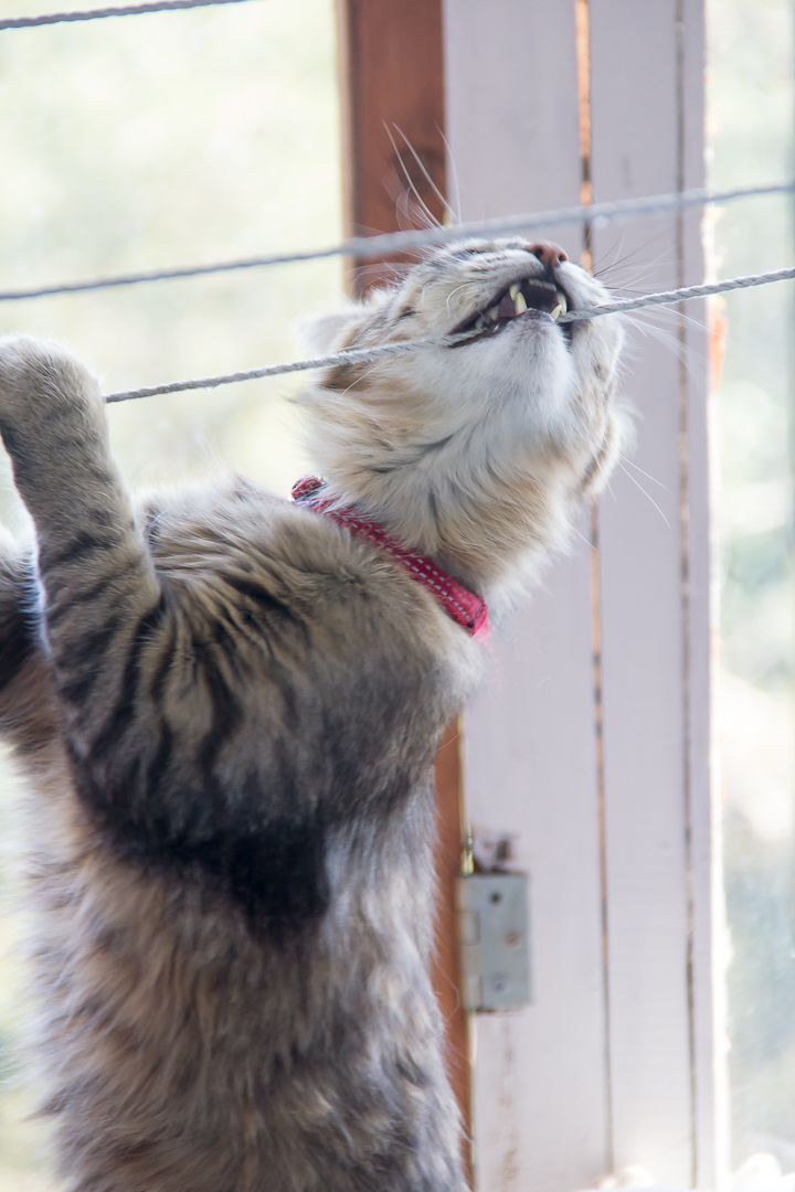 Barze and clothesline. - My, Barcelona, Striped, Hooligans, cat, Longpost, Barcelona city