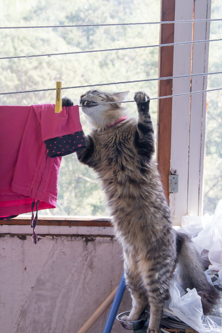 Barze and clothesline. - My, Barcelona, Striped, Hooligans, cat, Longpost, Barcelona city