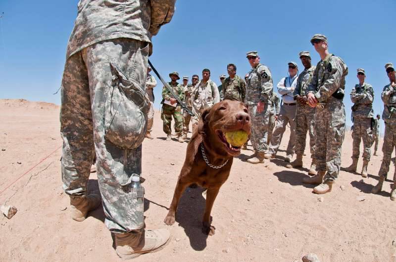 Dogs in the service of man. - Dog, , Dog days, Longpost