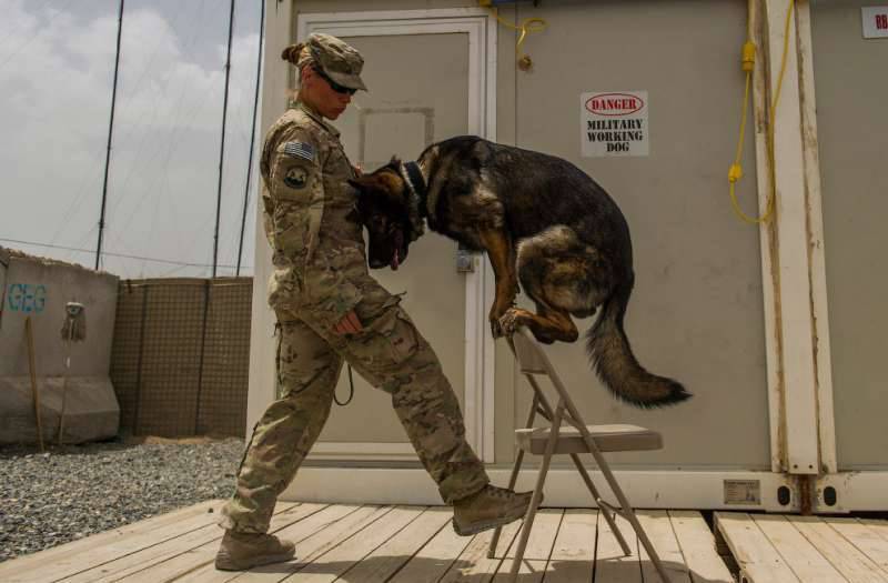 Dogs in the service of man. - Dog, , Dog days, Longpost