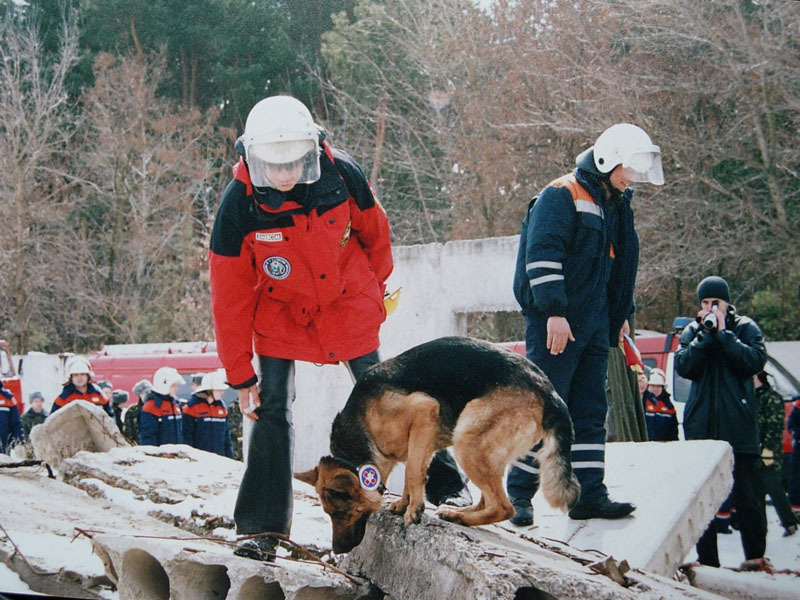 Dogs in the service of man. - Dog, , Dog days, Longpost