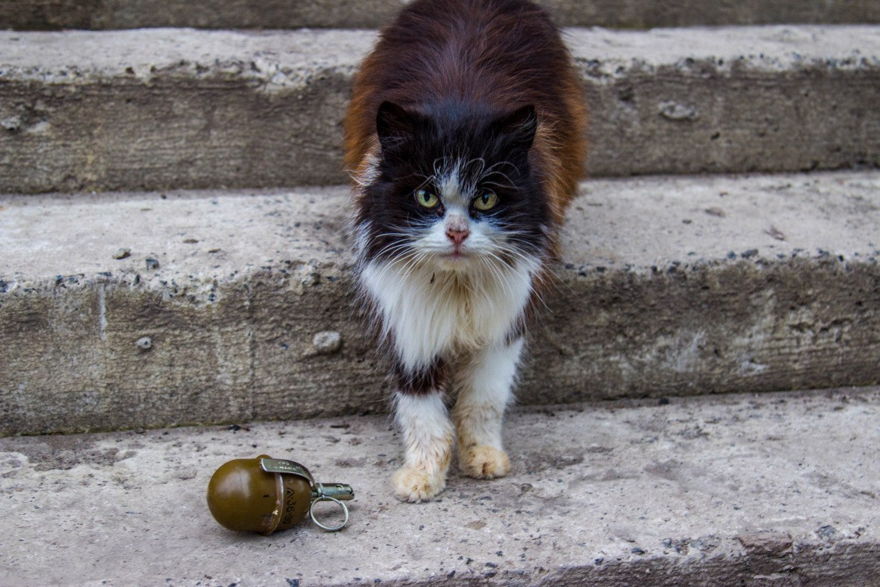 You thought I was joking with you? - cat, Grenades, The photo, Hand grenade