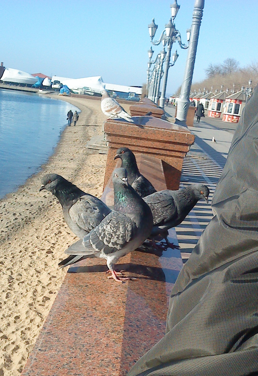 Doves from the cover - My, Pigeon, The photo, Coolness, Vladivostok