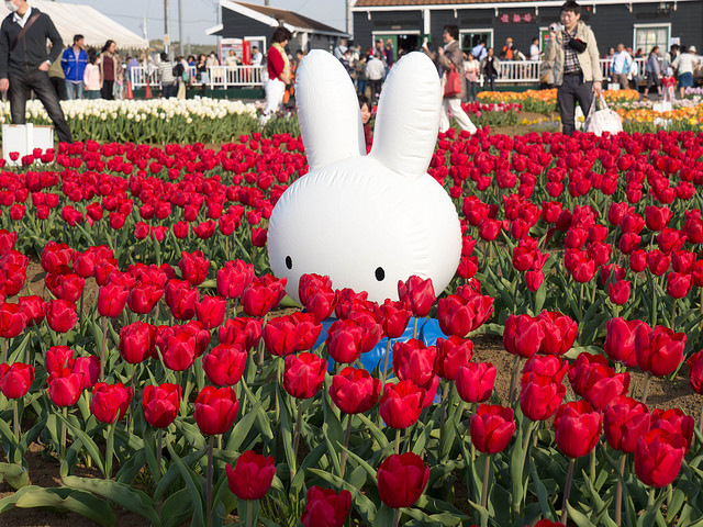 Tulips in Sakura - My, Japan, Flowers, Tulips, Longpost