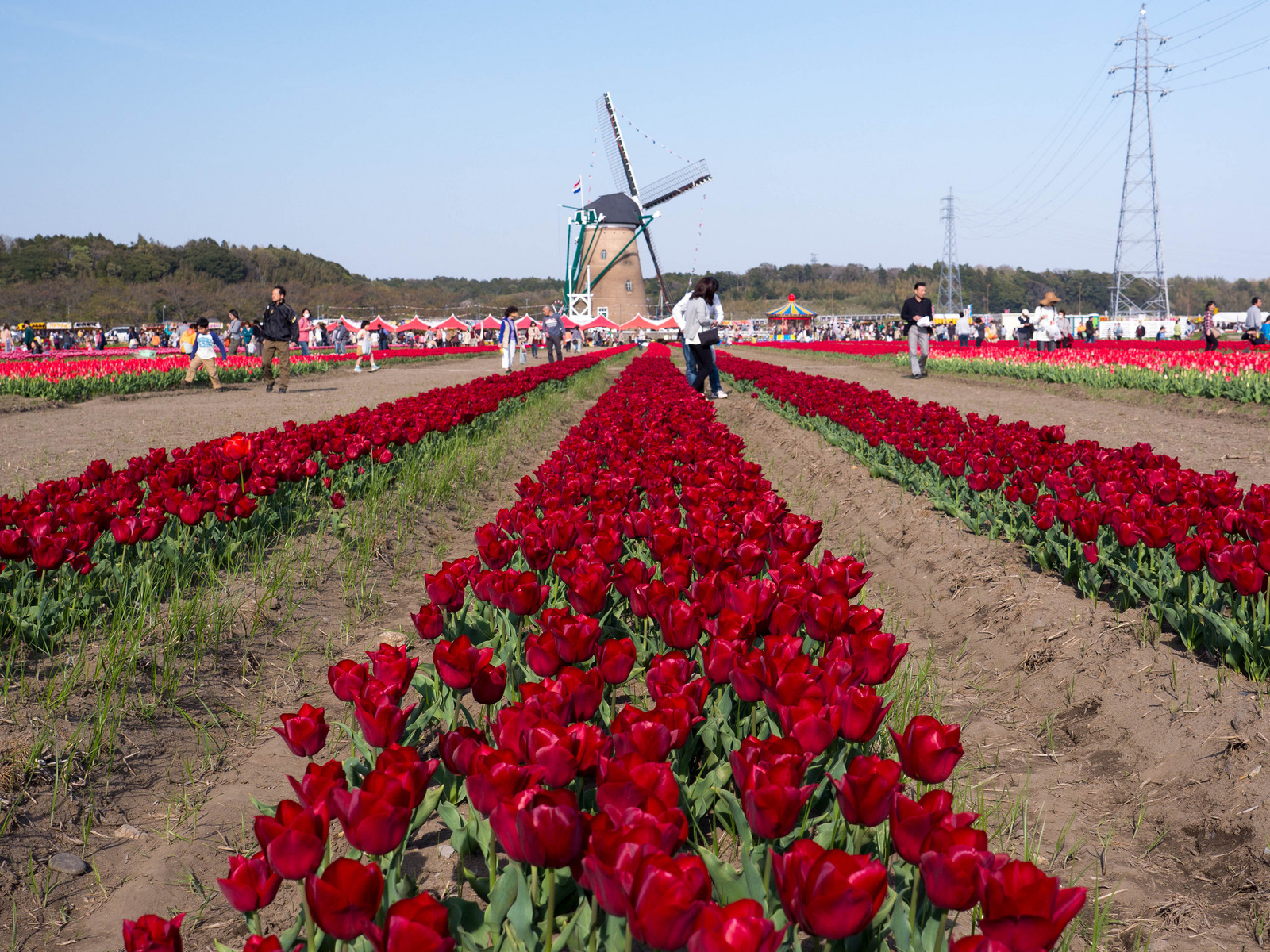 Tulips in Sakura - My, Japan, Flowers, Tulips, Longpost