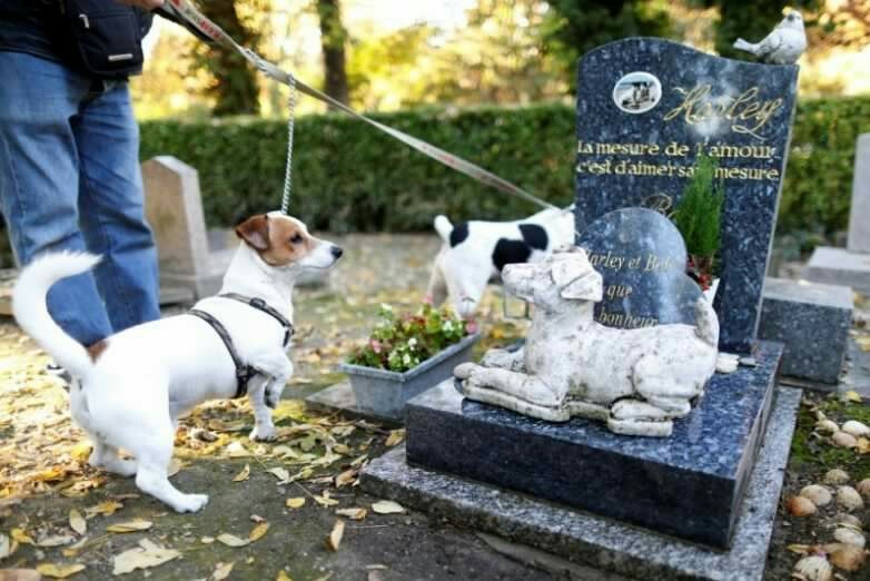 Unusual cemeteries of the world - Cemetery, Unusual, Animals, Mystic, Peace, Longpost