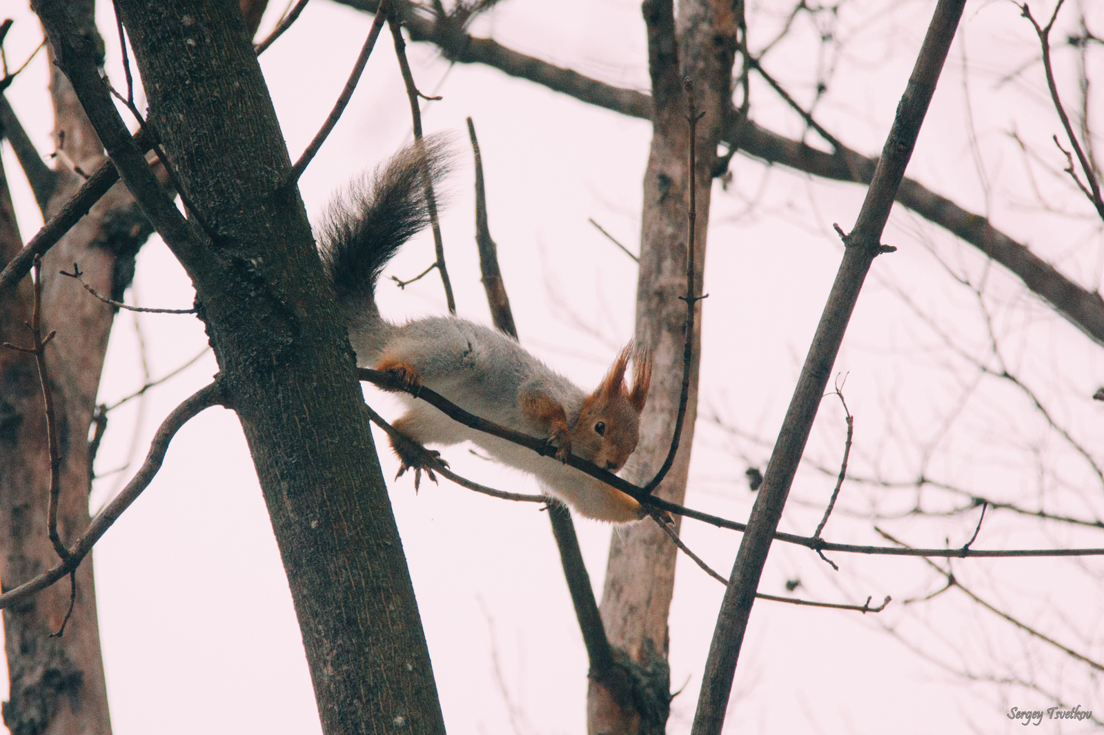 Furry Beauty - My, The photo, Animals, Nature, Russia, My, Longpost