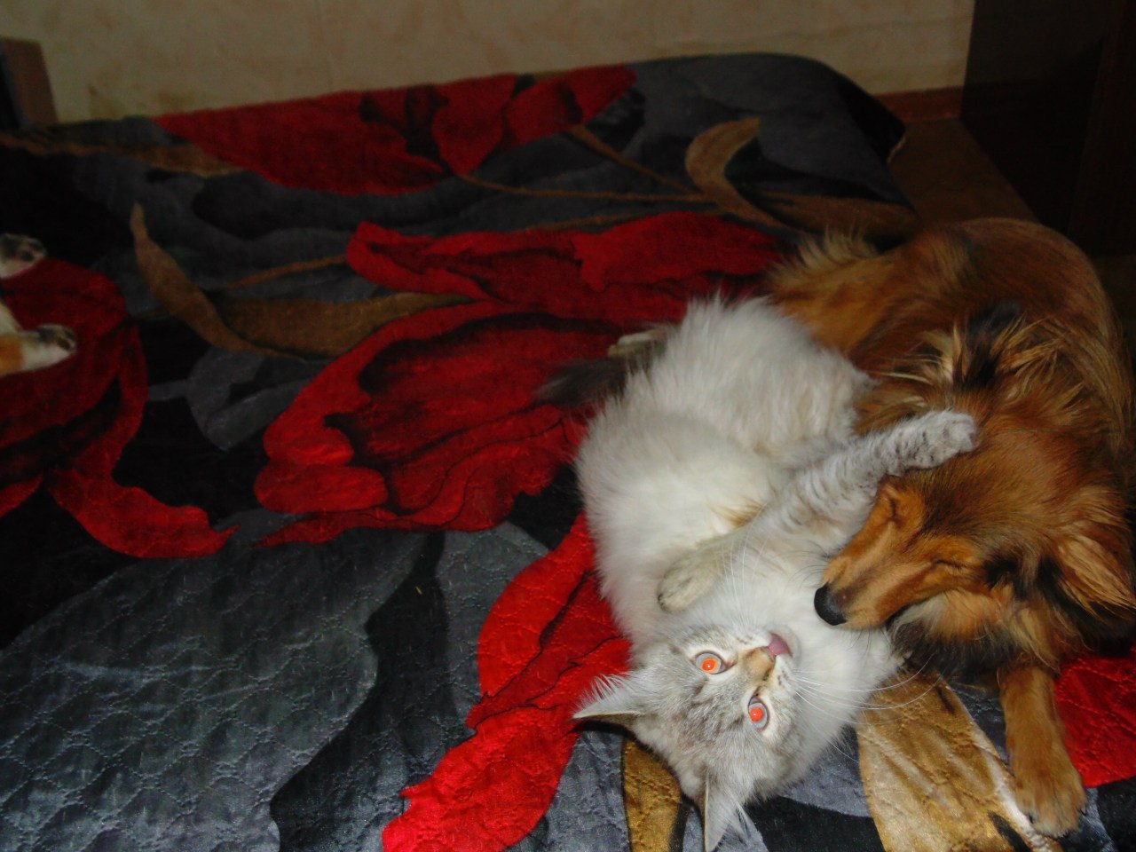 Dog - cat happiness))) - cat, Sheltie