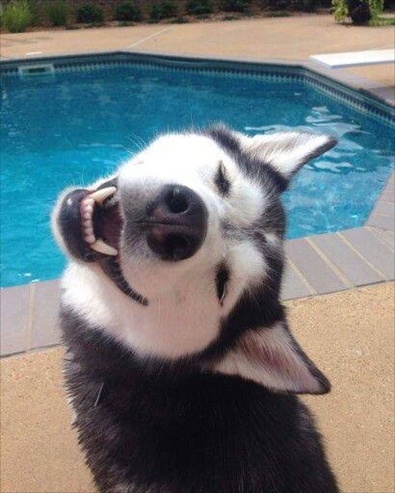 I love dogs. - Dog, Swimming pool, , Husky, Life is good