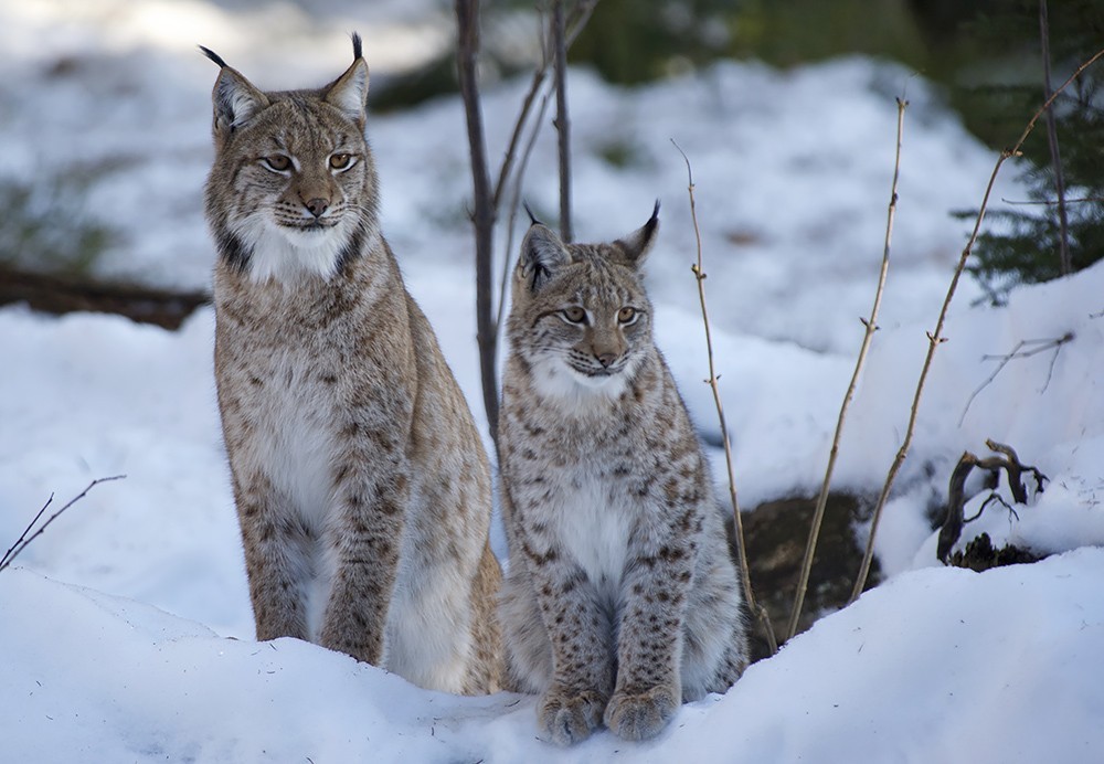 mistress of the taiga - Lynx, Taiga, Valery Maleev, Longpost