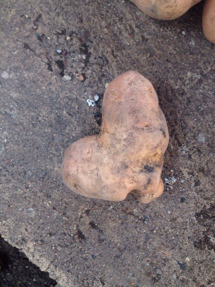 Potato grown with love - My, , Potato, With love