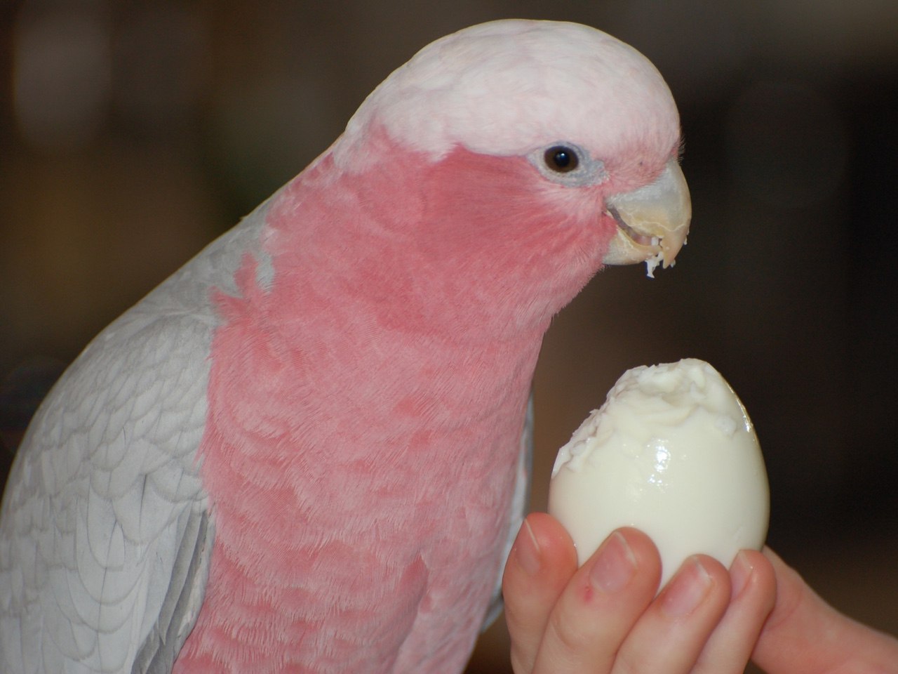 Bird cannibalism. - A parrot, Eggs