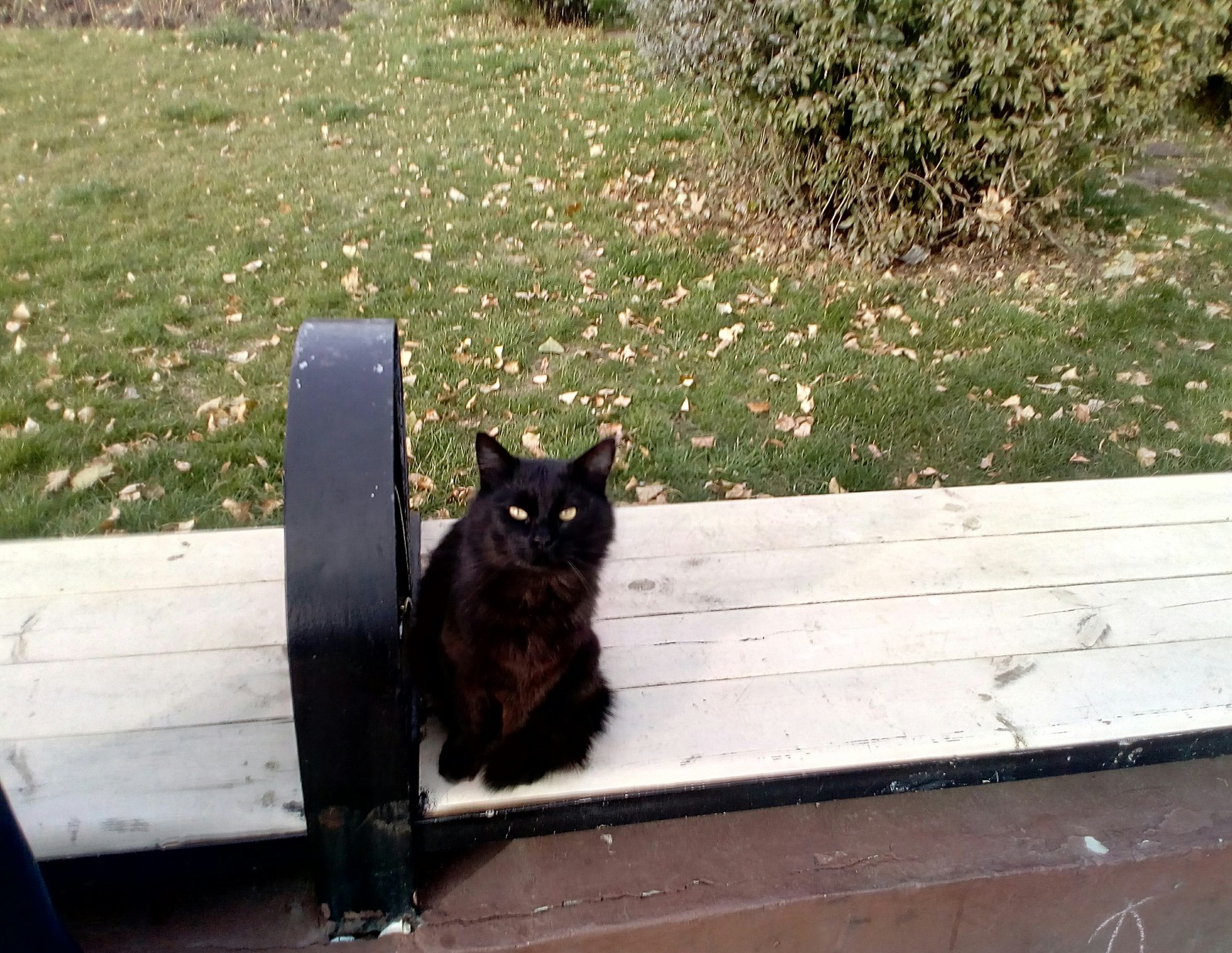 Cat - cat, Bench, Benches, The photo, The park