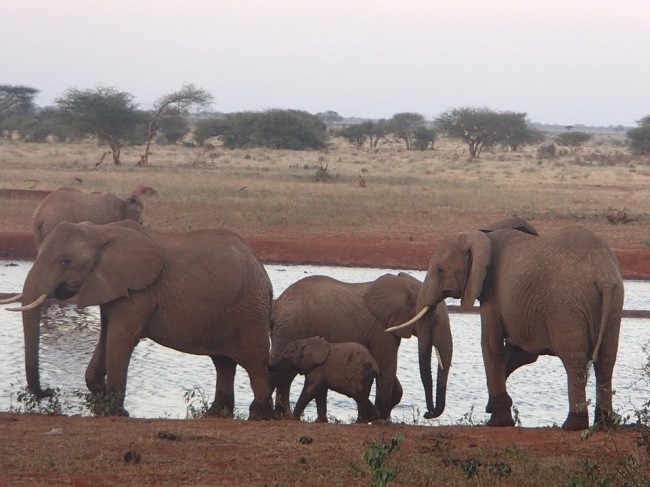 Kenyan saves wild animals - news, The rescue, Kenya, Africa, Animals, Longpost, Water, Drought