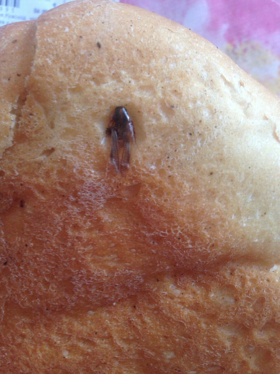 I found such an animal today in bread - Insects, Bread, Products, Krasnodar, Negligence, Cockroaches, Longpost