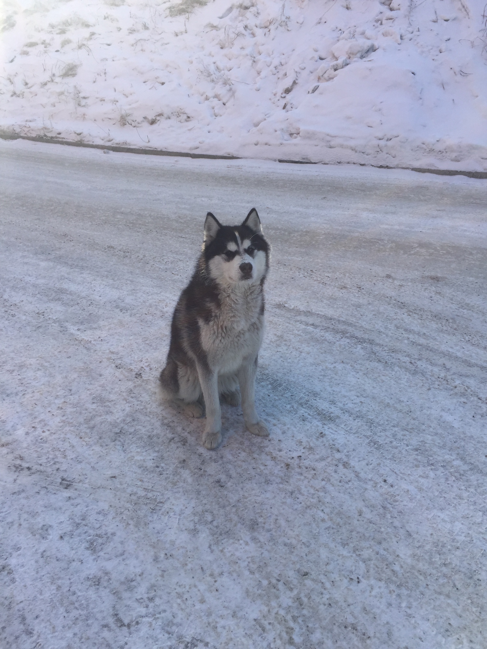 Lost Irkutsk! Looking for old owner! - My, In good hands, Siberian Husky, Dog