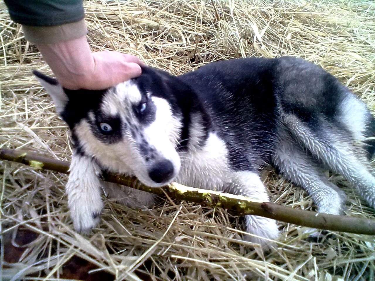 An epic runner or when you try to take a picture of a dog that has an awl in one place - My, Dog, Husky, , Tag