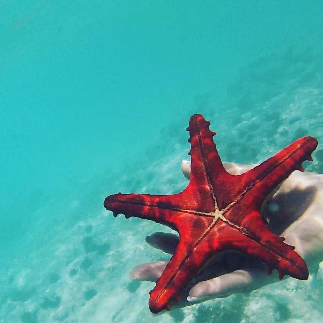 Zanzibar) - My, My, Zanzibar, Tanzania, Relaxation, Longpost