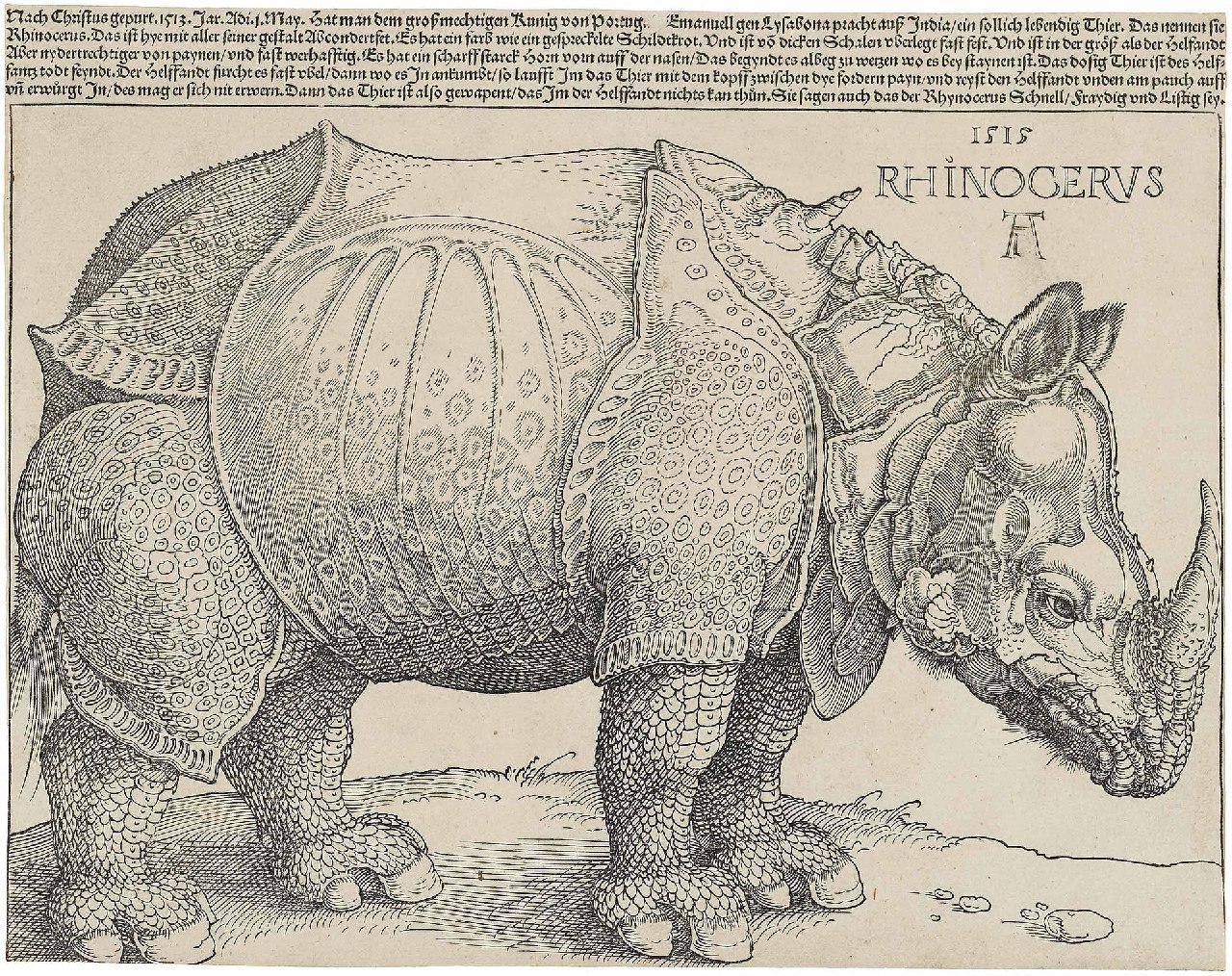 Носорог Альбрехта Дюрера - Альбрехт Дюрер, Носорог, Гравюра, 1515 год