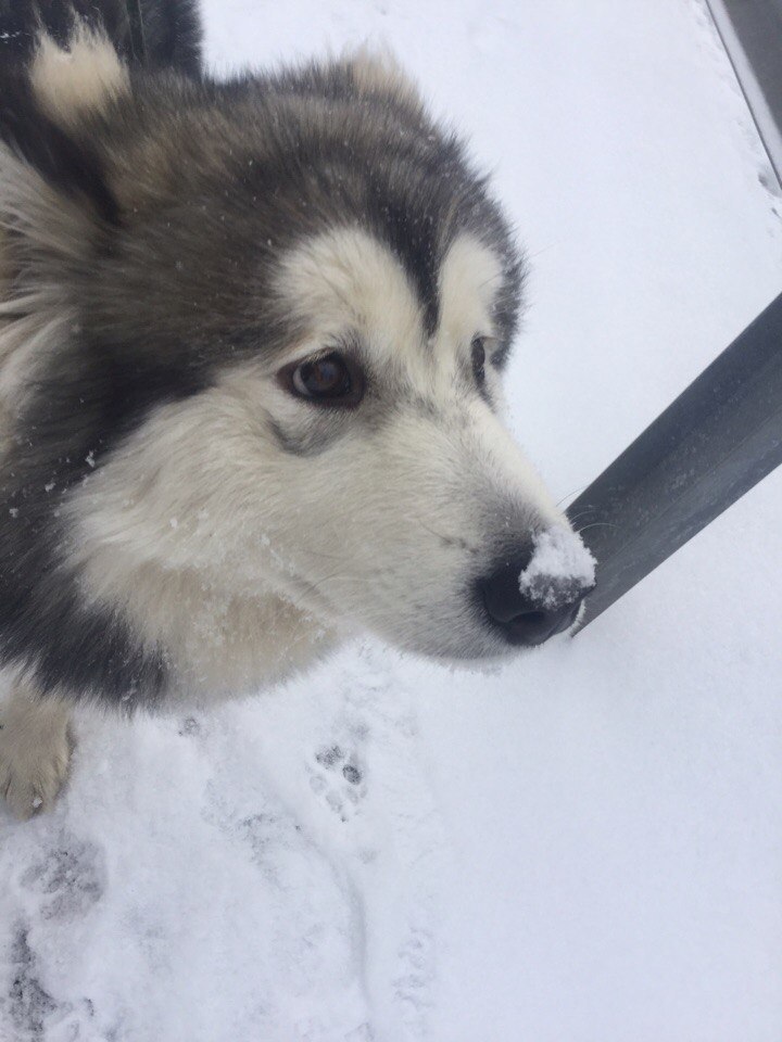 Hope for the strength of Peekaboo - My, Lost, Dog, Alaskan Malamute, A loss, Longpost, Help, Search, Saint Petersburg