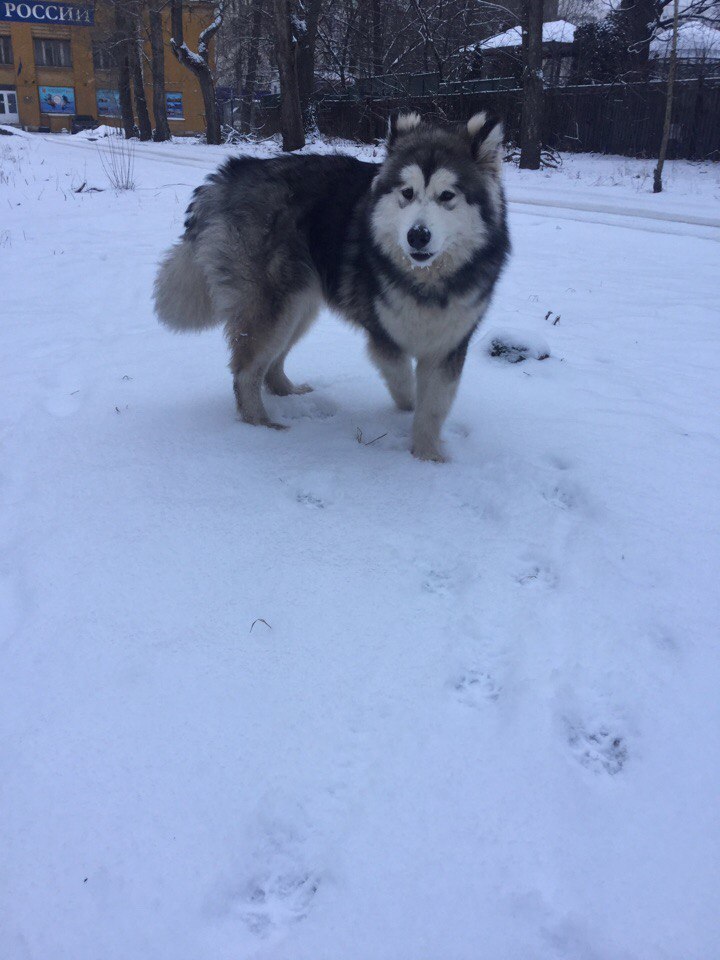 Hope for the strength of Peekaboo - My, Lost, Dog, Alaskan Malamute, A loss, Longpost, Help, Search, Saint Petersburg