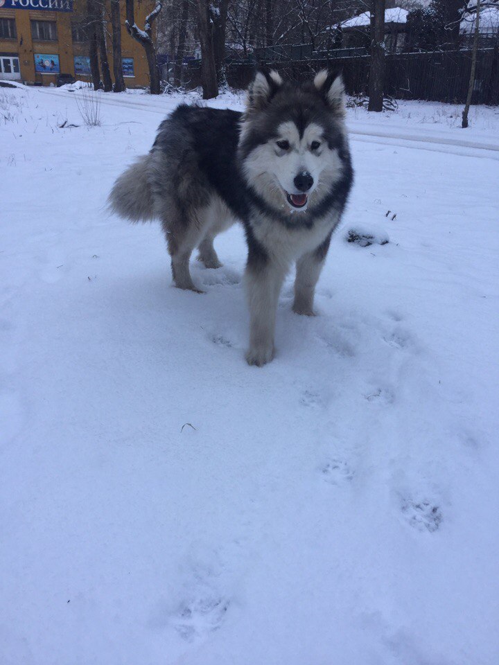 Hope for the strength of Peekaboo - My, Lost, Dog, Alaskan Malamute, A loss, Longpost, Help, Search, Saint Petersburg